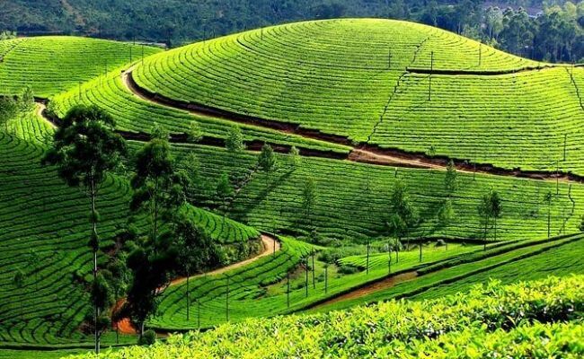 The Ultimate List Of Best Honeymoon Places In India- Munnar